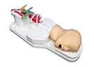 Esophagus Stomach Duodenum Anatomical model